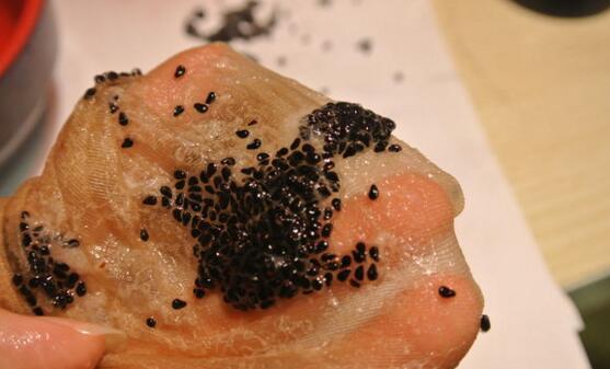 火龙果种子小盆栽怎么养护,火龙果种子放水里泡