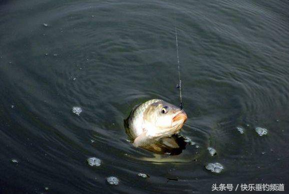 钓草鱼钩线选择图解,单钩通线怎么浮钓草鱼