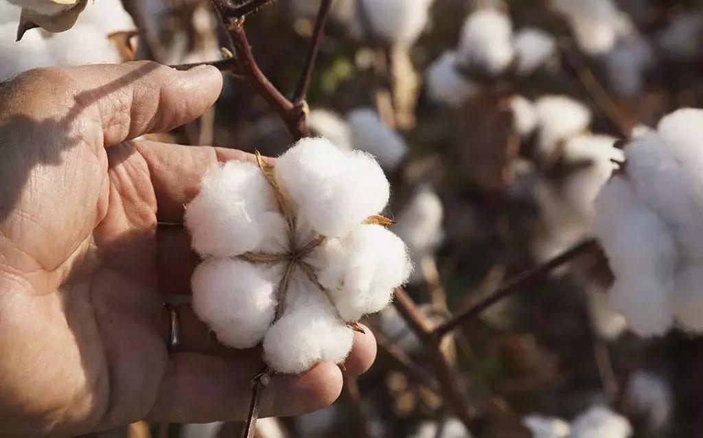 中国是第一大生产国吗,为啥我国是最大的粮食进口国