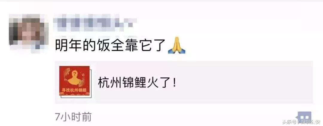 锦鲤活动什么时候开始的,锦鲤活动的关键点