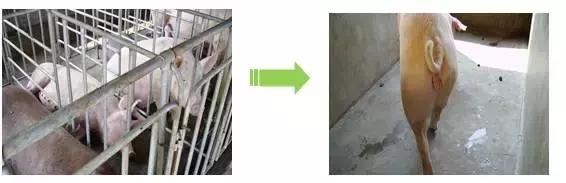 母猪怀孕后饲养方法,怀孕母猪各个阶段正确饲养方法