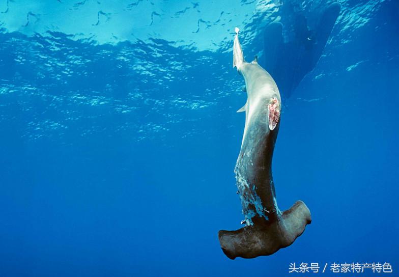 鱼翅的营养与骨头差不多,鱼翅的营养比不过一个鸡蛋吗