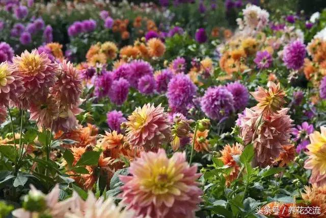 大丽花冬季养护方法,大丽花用什么土养最好