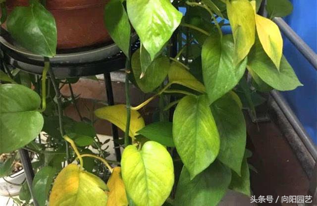 养花不开花能用阿司匹林,花卉黄叶可用阿司匹林吗