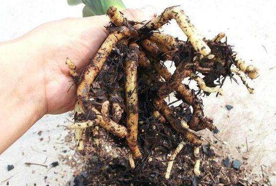 花卉要枯死了，别丢掉，用1粒小药片就能“复苏”，超实用