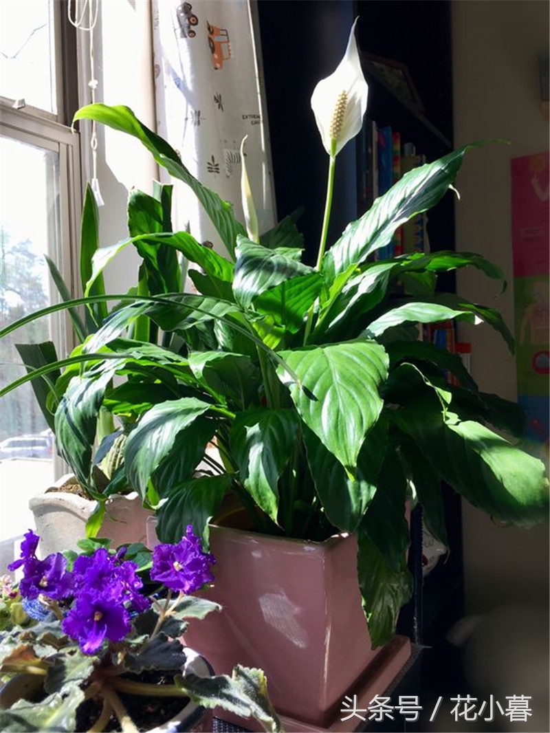 白掌生虫黑色小飞虫怎么办,白掌出现哪些情况救不回来了