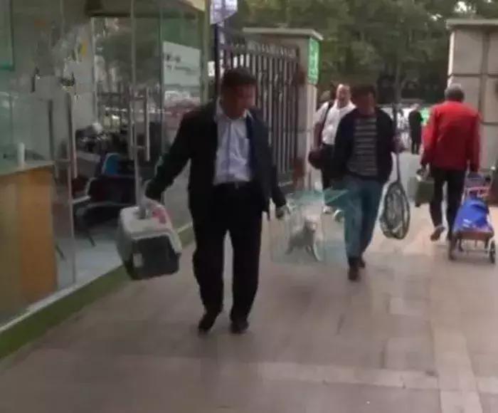 小白狐私闯大院被抓，误当成银狐犬饲养，最后无奈与兵哥哥道别！