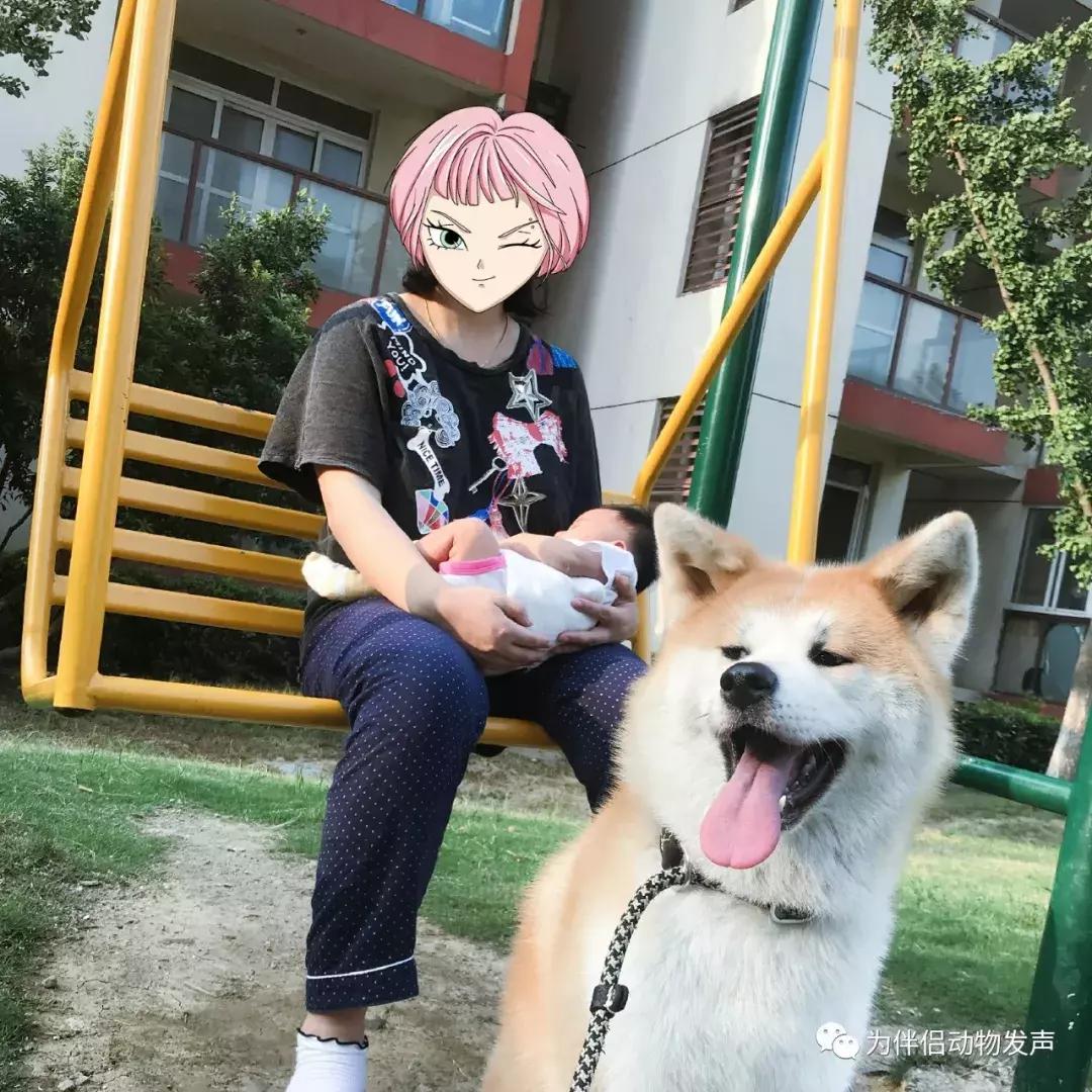 怀孕的时候你还会坚持养宠物吗,孕妇几个月就可以养宠物狗狗了