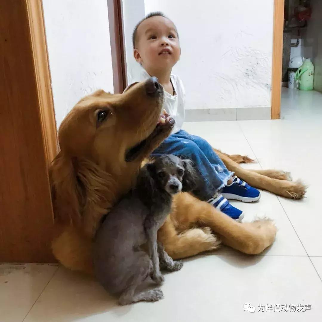 怀孕的时候你还会坚持养宠物吗,孕妇几个月就可以养宠物狗狗了