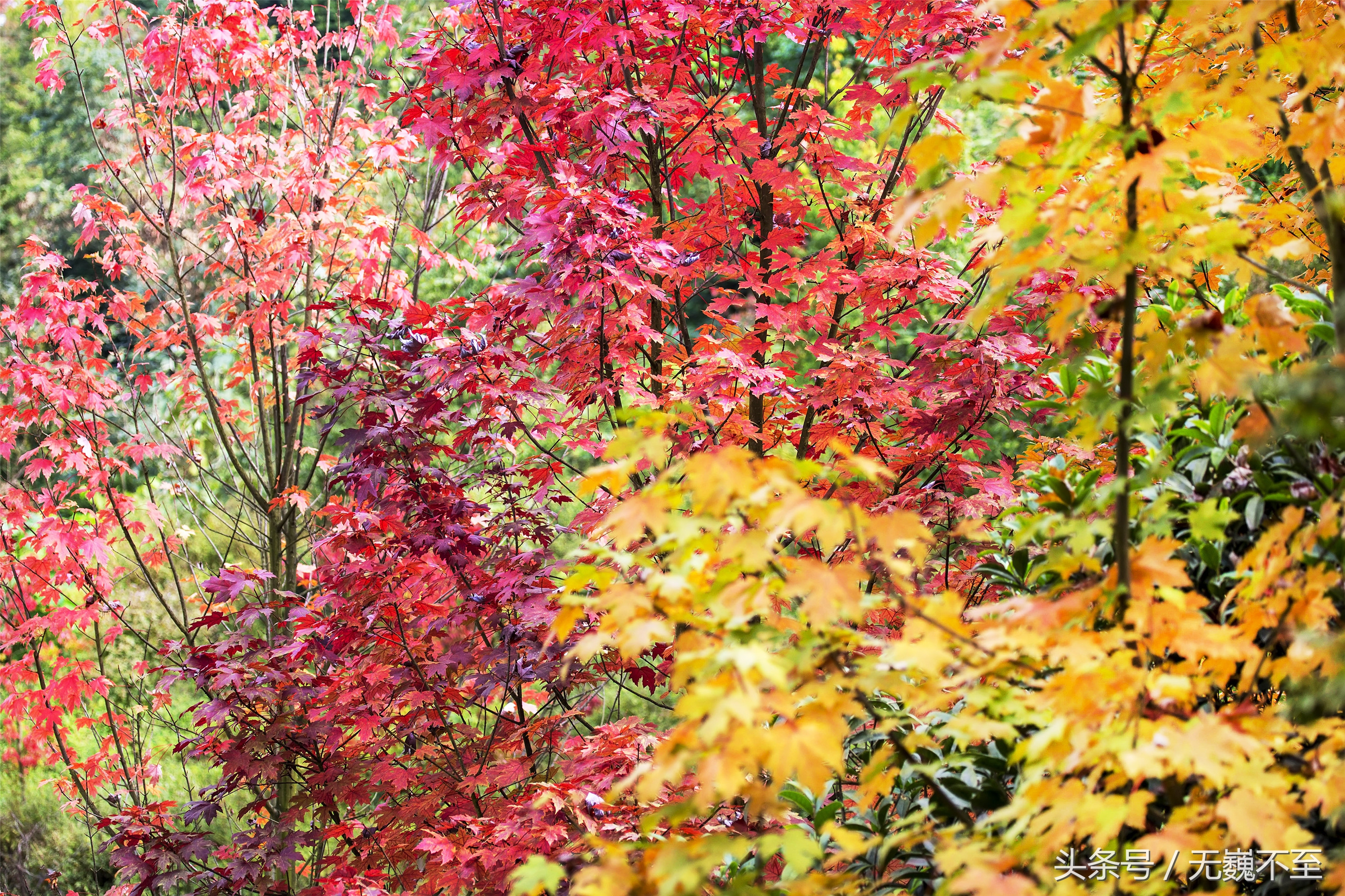 川西红枫岭赏红叶美景,成都红枫岭