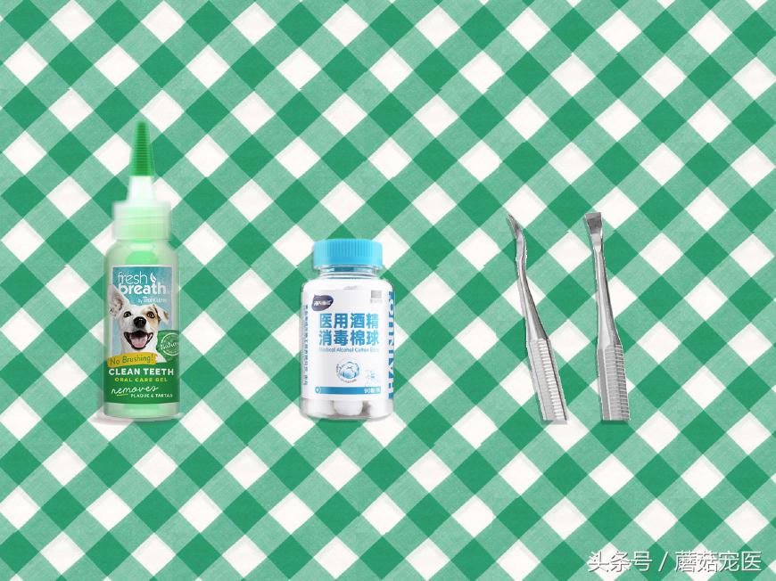 给泰迪狗狗去牙结石需要多少钱,清理泰迪牙结石需要用到哪些工具