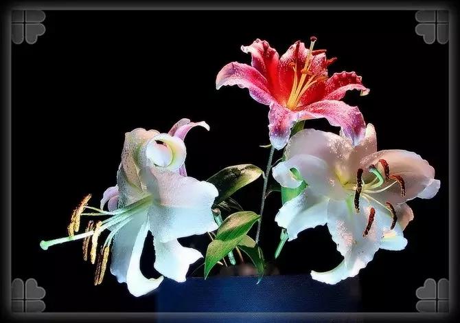 鍙ら缇庢枃鏁ｆ枃,缇庢枃鎽樻妱鍙ら鏁ｆ枃