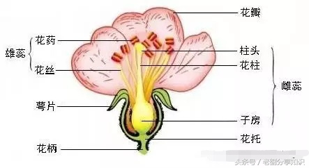 七年级上册生物三大生理作用知识,七年级上册生物思维导图重点知识
