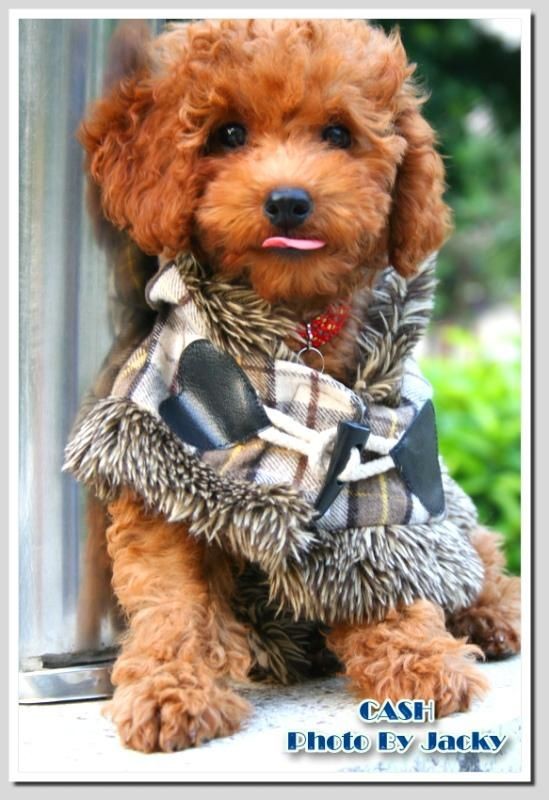 各种狗狗搞笑视频集锦,狗狗集锦