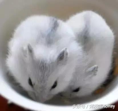 仓鼠中记忆强大的仓鼠品种,布丁仓鼠和三线仓鼠为什么会打架