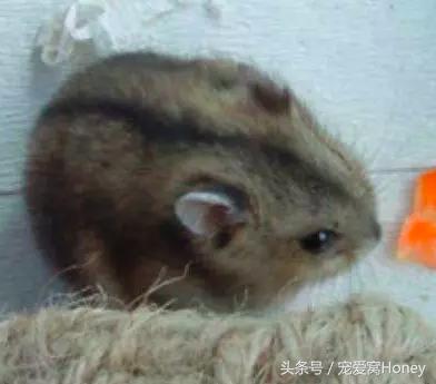 三线仓鼠和银狐仓鼠一起养可以吗,紫仓仓鼠和三线仓鼠哪个仓鼠更好