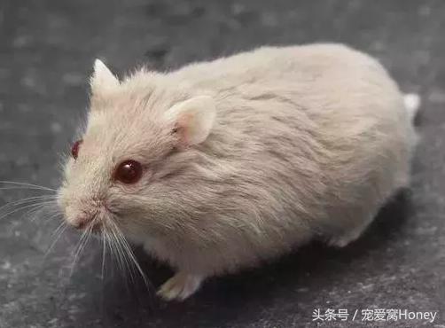 仓鼠中记忆强大的仓鼠品种,布丁仓鼠和三线仓鼠为什么会打架