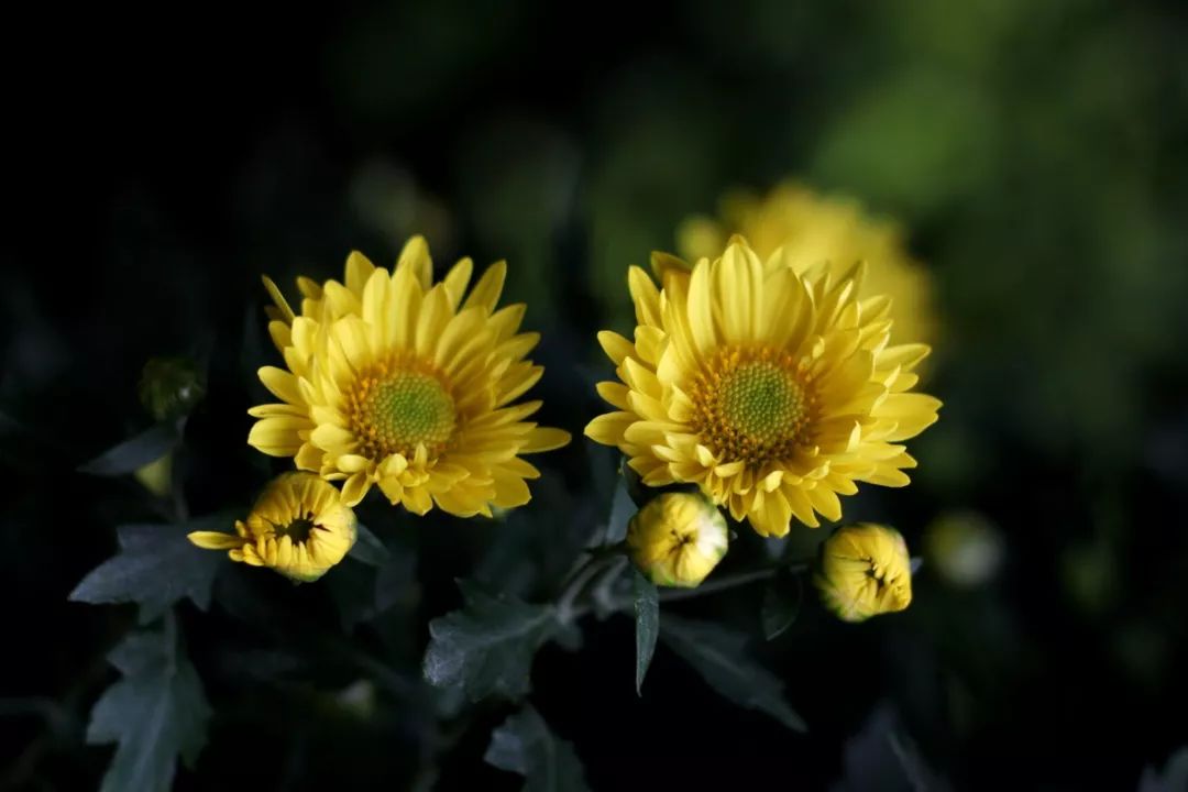 菊花什么人不建议吃呢,菊花可以吃下去吗