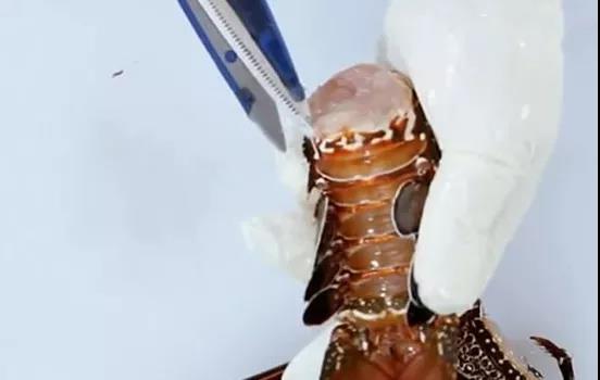 如何处理龙虾才是正确方法,龙虾活虾怎么处理最快又干净