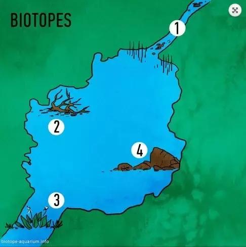 什么是原生态鱼,河北水族箱原生态