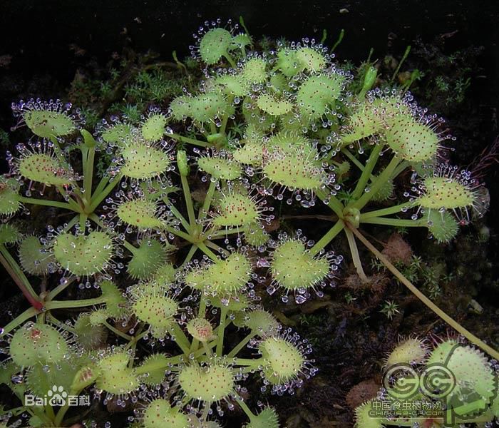 茅膏菜哪个品种捕虫效率最高,茅膏菜是食虫植物吗