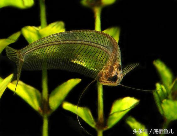 混养缸霸的利弊,不小心把鱼缸弄坏了怎么办