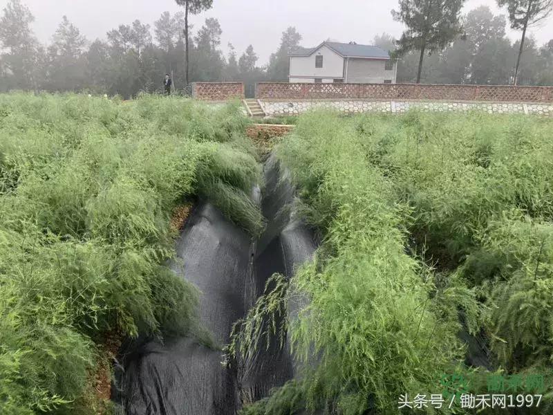 陈光宇宣传大棚芦笋种植技术视频,芦笋之父陈光宇