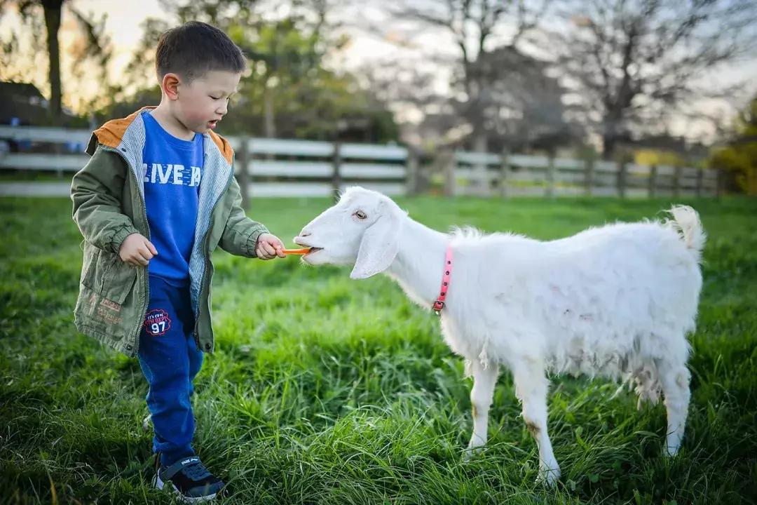 有超大草坪的庄园,大型生态农场庄园10万亩