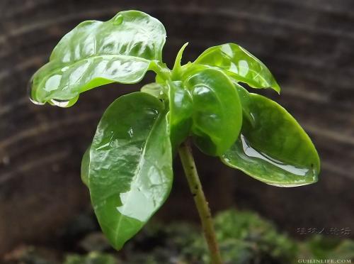 吃过的百香果不要扔,百香果皮吃了不要扔