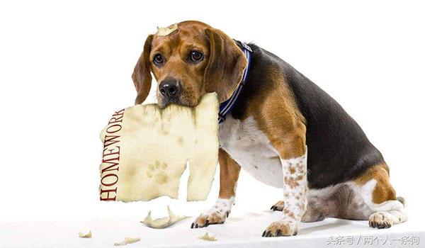 狗换粮引起的拉稀怎么办,换粮狗又吐又拉稀是正常吗