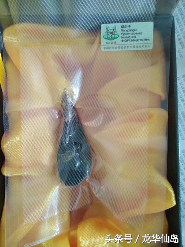 热带雨林探险之旅遇见蛇,亚公顶森林公园蟒蛇