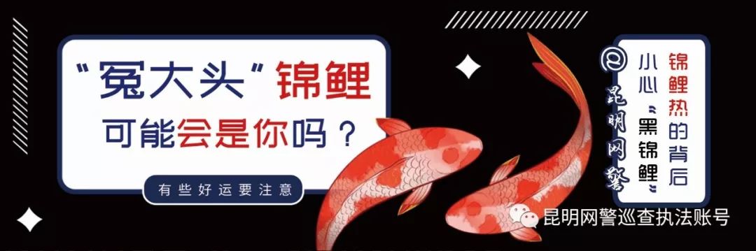 锦鲤变黑了是什么原因,锦鲤养着就变黑了是重毒了么