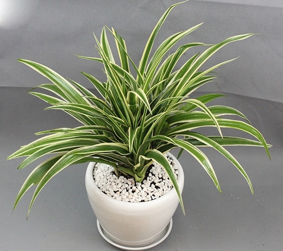 吊兰黄叶的原因及解决办法,吊兰老是不生根怎么办