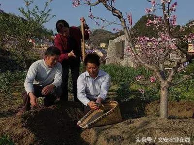 草木灰对哪些作物有用途,草木灰压成的颗粒有什么用途