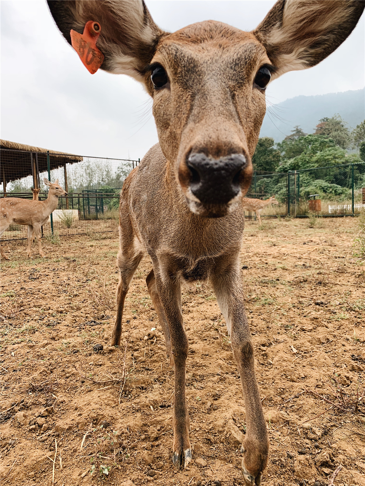 安吉度假亲子游,安吉亲子游推荐