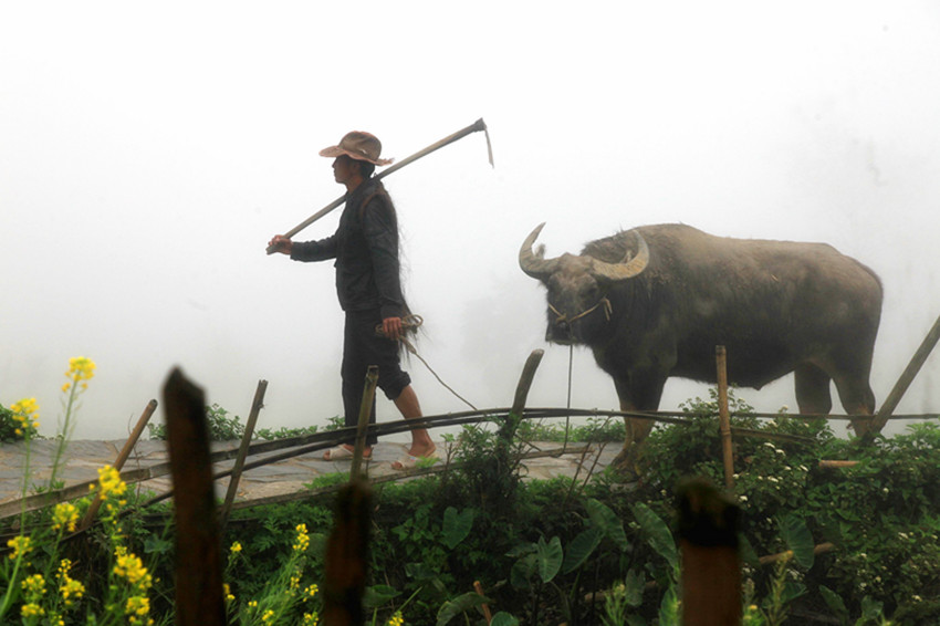 中国的情人节七月七是什么时候,七月初七真的是中国情人节吗