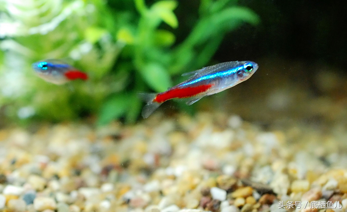新手养互动性好的小型鱼,好养又皮实的小型鱼
