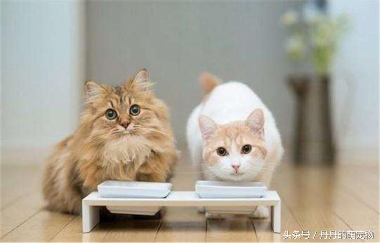 自制猫粮配方最好十款猫粮,自制猫粮靠谱吗