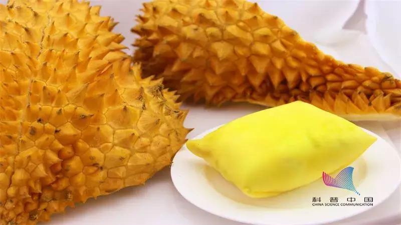 我们是怎么分辨榴莲是臭的香的,为什么有的榴莲很臭有的榴莲很香