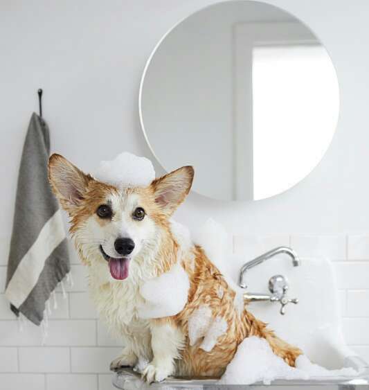 趾间炎狗狗的初期症状,狗狗趾间炎可以用曲咪新乳膏吗