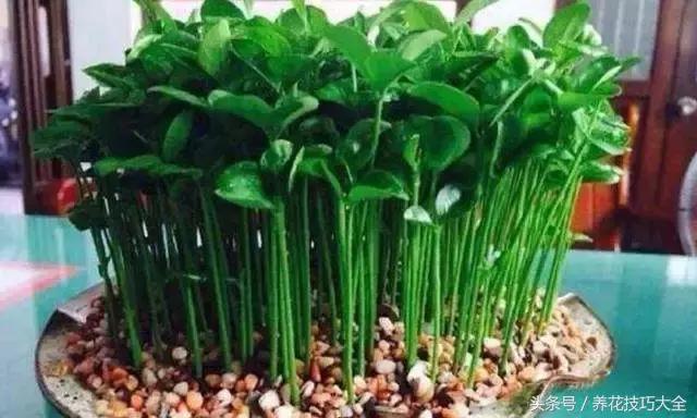 吃完柚子别扔籽,柚子的种子怎么种成盆栽