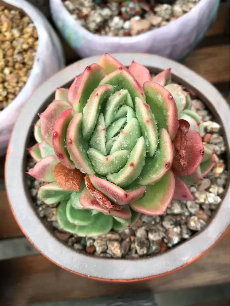 大家平时养多肉比较喜欢哪个系列,四年的养殖生涯