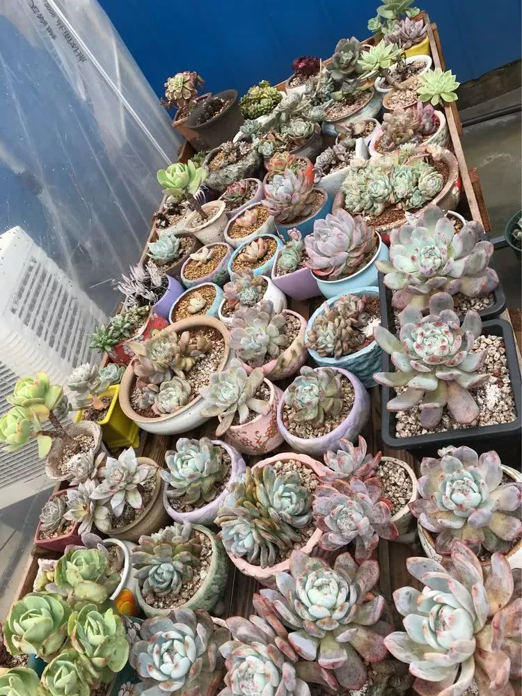 大家平时养多肉比较喜欢哪个系列,四年的养殖生涯