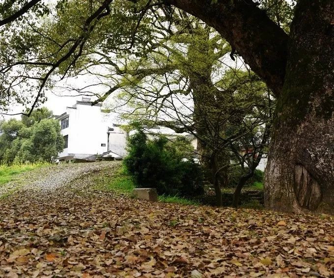 秋天的安徽,这才是安徽秋天该有的样子