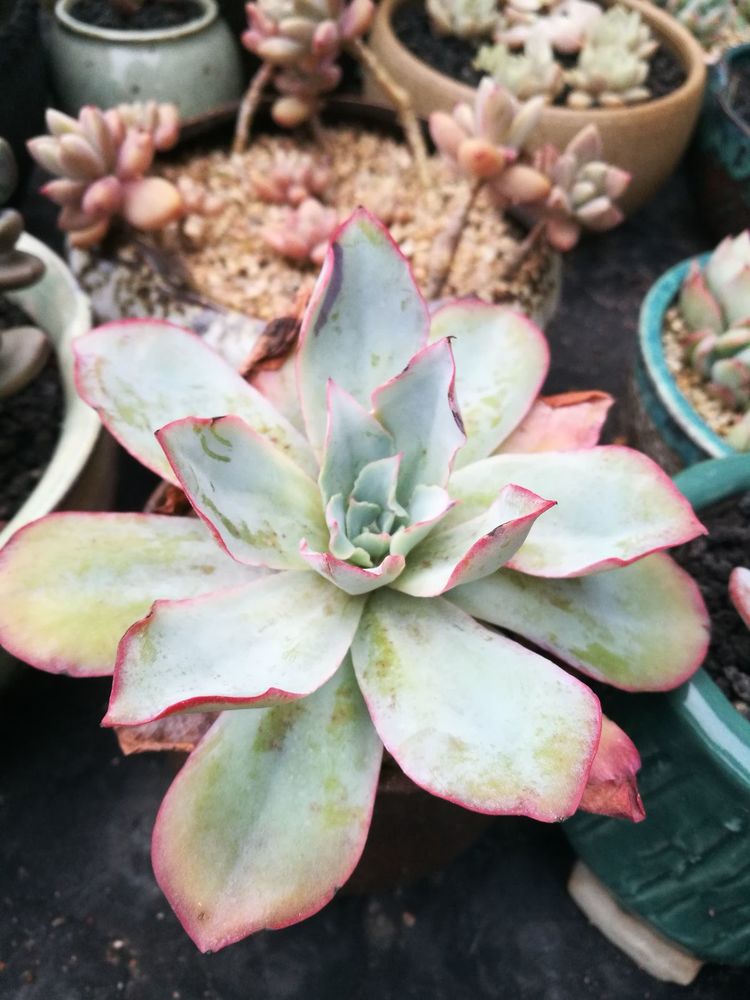 误打误撞的多肉情缘,带我走进多肉小世界!