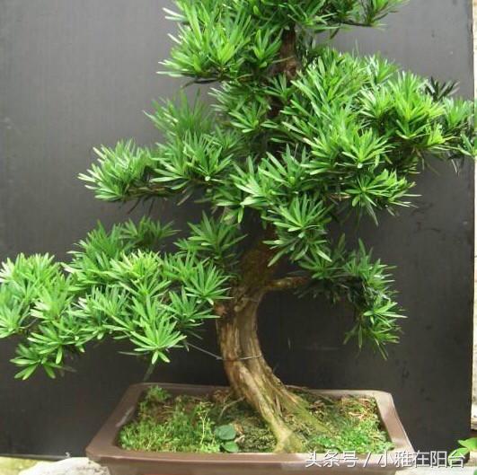 罗汉松叶子枯萎怎么治疗,罗汉松叶子枯萎后怎么补救