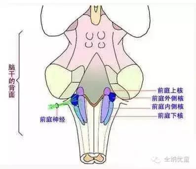 前庭觉失调专注力不集中,感统失调前庭觉训练6-12岁专注力