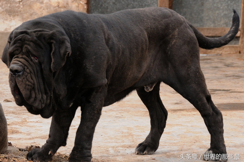 大型猛犬体型和体重排名,猛犬界5种单挑实力最强的狗