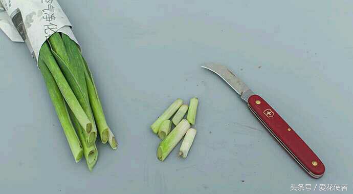 鲜花萎蔫的根本原因是什么,买回来两天鲜花就萎蔫了怎么补救