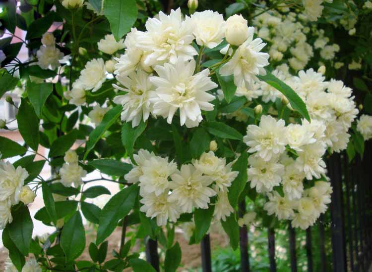 木香花又叫什么花,木香花的生长条件